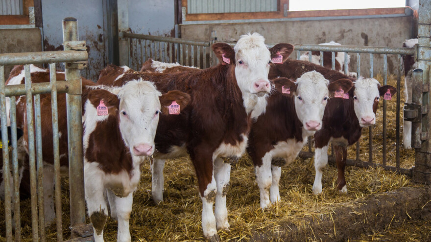 Uhapšeni zbog povučenih sredstava iz EU fondova - šteta veća od pola miliona evra