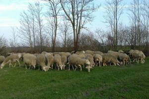 Ovčarstvom se počeo baviti sa svega 17 godina, danas ima 23 i stado od 180 ovaca te 200 janjadi!