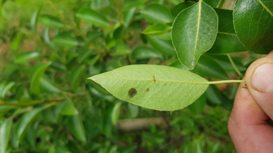 Kako prepoznati da li je zaustavljena čađava krastavost krušaka i jabuka?