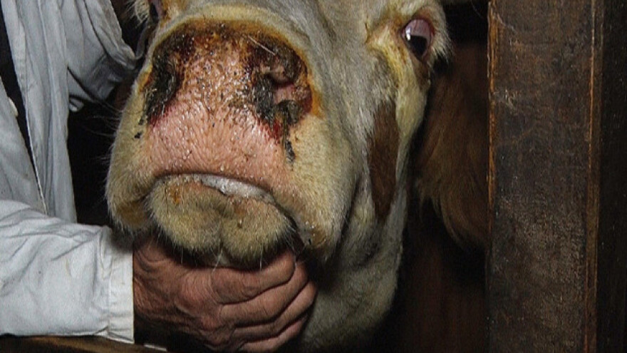 Plavi jezik u Zlatiborskom okrugu