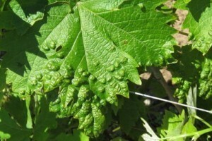 Koji su simptomi erinoze i akarinoze?