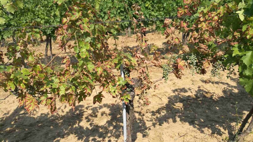 Simptomi eske mogu da se jave samo na lišću ili samo na bobicama: Kako je suzbiti?