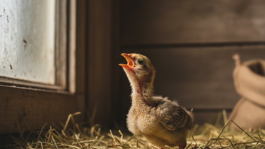 Simptomi i liječenje singamoze peradi