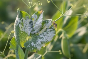 Simptomi i suzbijanje pepelnice graška