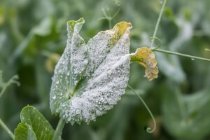 Simptomi i suzbijanje pepelnice graška
