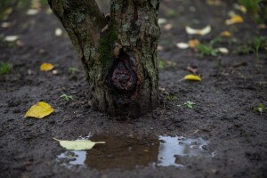 Simptomi i suzbijanje vlažne truleži korena jabuke