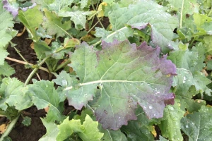 Prisutnost Turnip yellow virusa uljane repice u Hrvatskoj