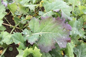 Prisutnost Turnip yellow virusa uljane repice u Hrvatskoj