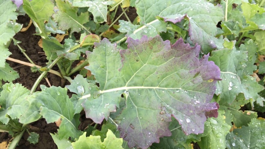 Prisutnost Turnip yellow virusa uljane repice u Hrvatskoj