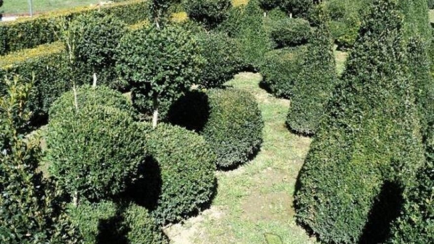 Zaštita šimšira od moljaca