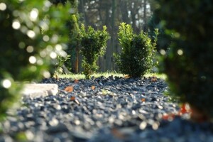 Obranite ukrasno bilje od šimširovog moljca