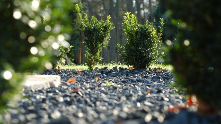 Obranite ukrasno bilje od šimširovog moljca