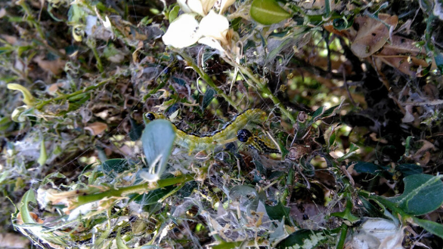 Kako suzbiti šimširova moljca?