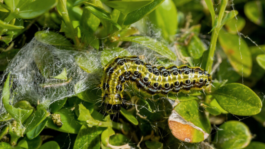 Kako suzbiti proždrljivog šimširovog moljca?