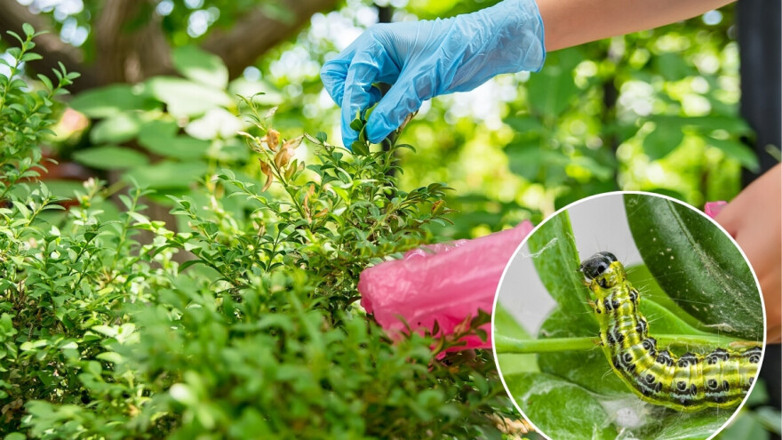 Zbogom šimširovom moljcu: Top 5 savjeta da zaustavite proždrljive gusjenice