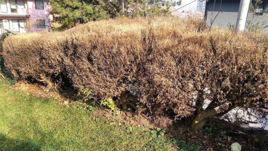 Šimširov plamenac desetkovao šimšir u Zlatiborskom okrugu