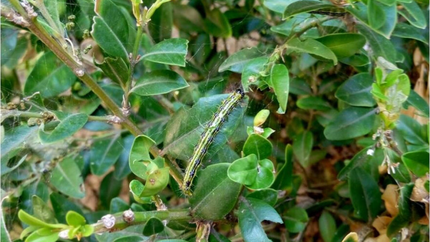 Uz sadnice iz uvoza stigao i šimširov plamenac