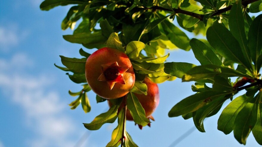 FAZ vas poziva na izložbu i radionicu na temu "Šipak"