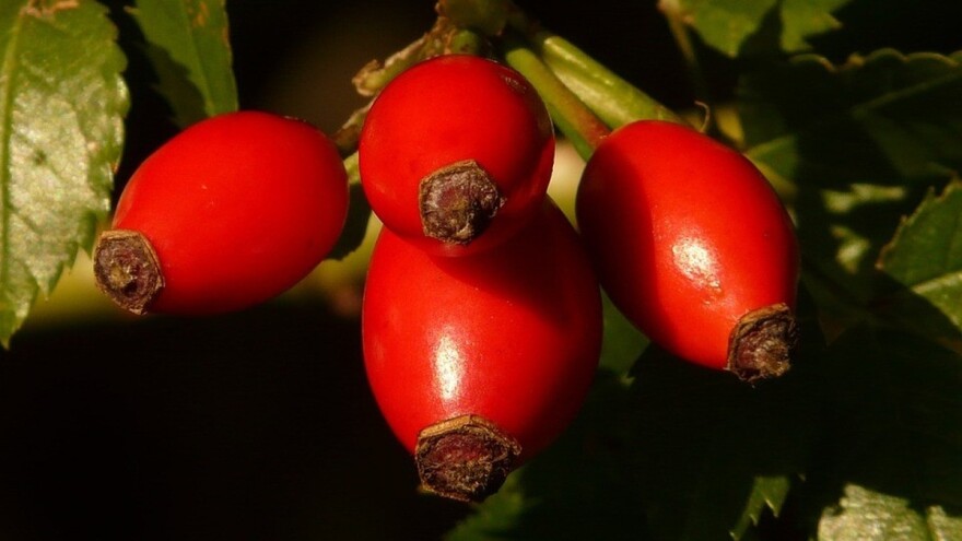 Vreme je za berbu šipka