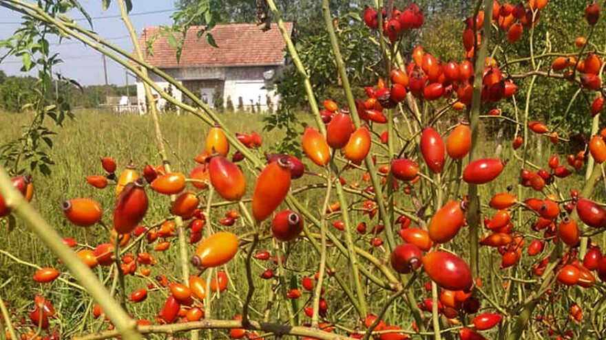 Da li je proizvodnja šipka isplativa?