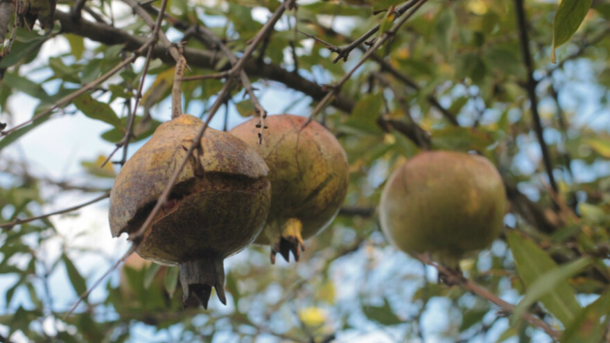 Sezona je šipka - najljekovitijeg voća na svijetu
