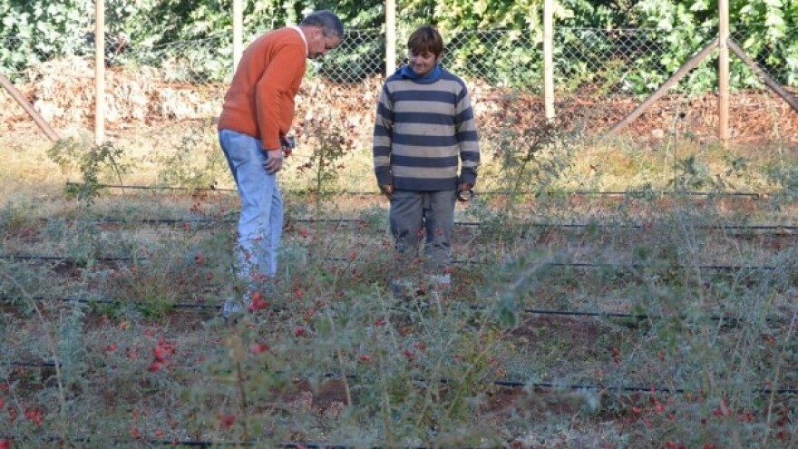 Sve više gospodarstava priželjkuje šipak
