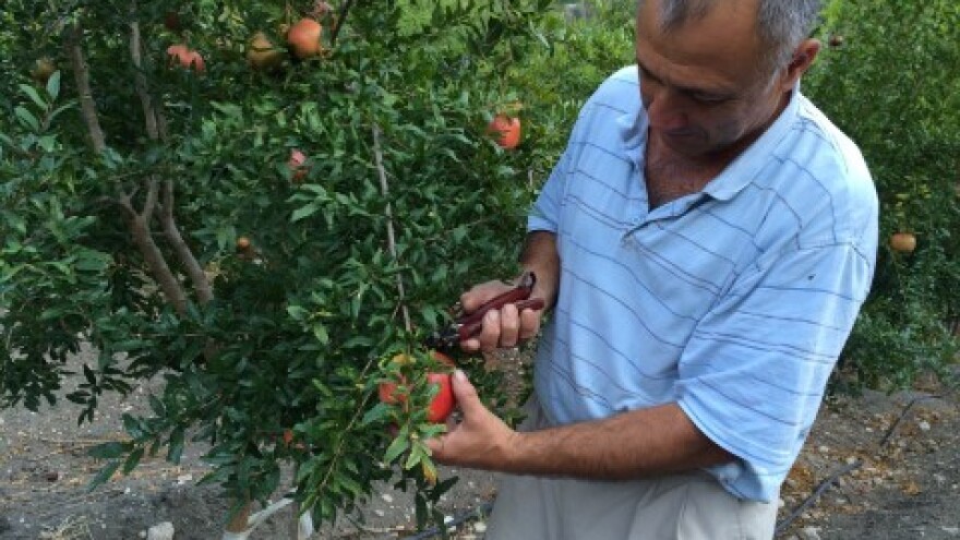 Šipak dehidrirao zbog loše opskrbe vodom!