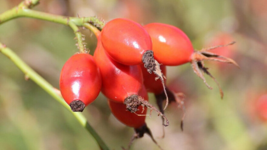 Ekološki uzgoj šipka