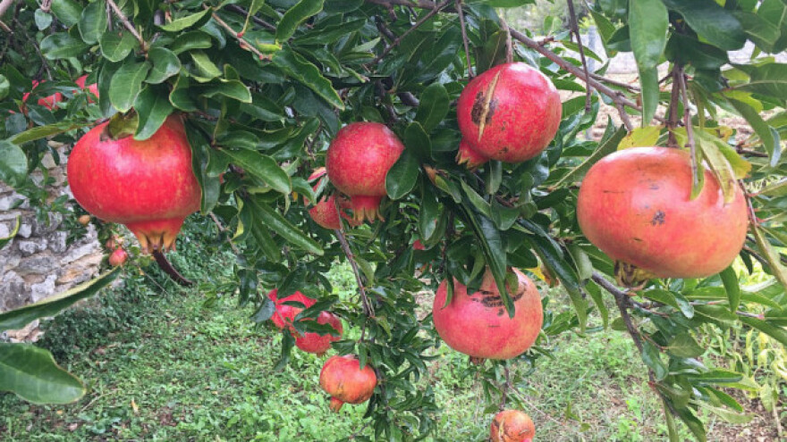 Grehota je živjeti u Hercegovini, a ne posaditi šipak