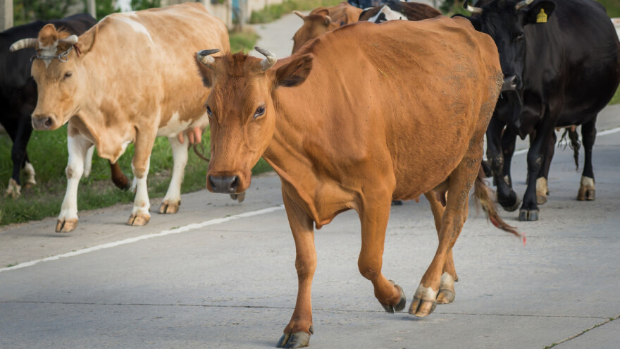 Spustila se gladna stoka s pašnjaka na ulice Šipova