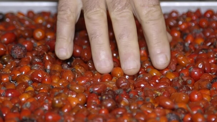 Šipurak zahteva mala ulaganja