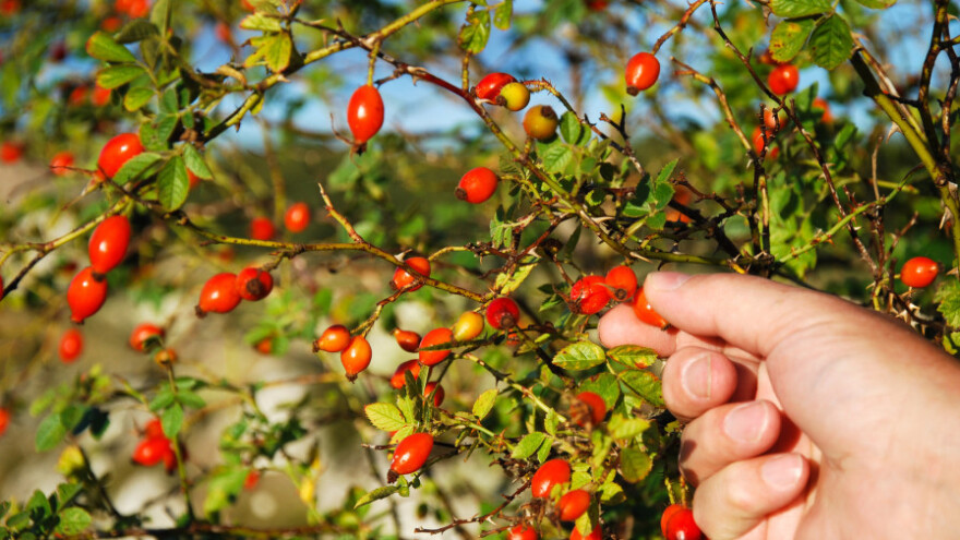 2 KM za kilogram divljeg šipurka