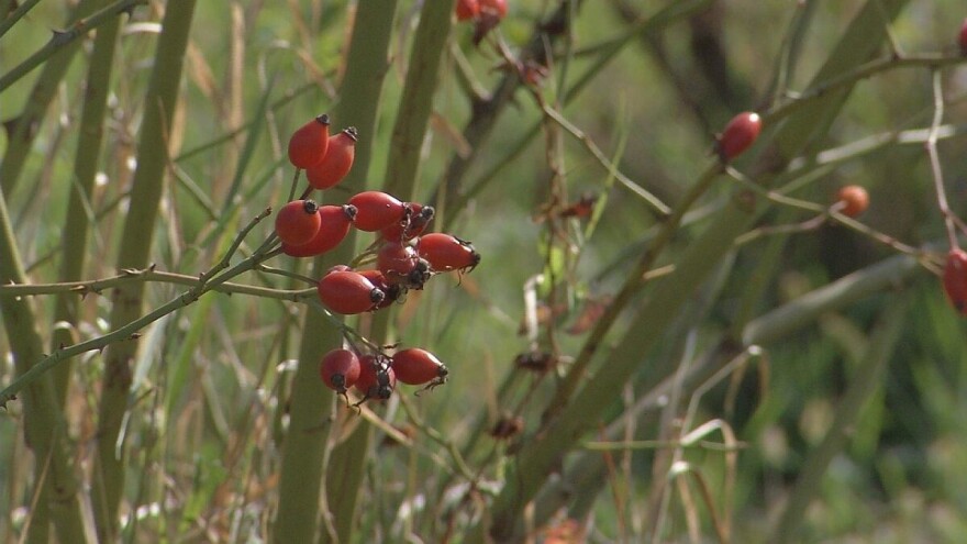 Karolj Fekete mogao bi da postane najveći proizvođač šipurka u regionu
