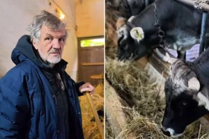 Sir i kajmak od mleka krava sa Mećavnika - Emir ih hrani?