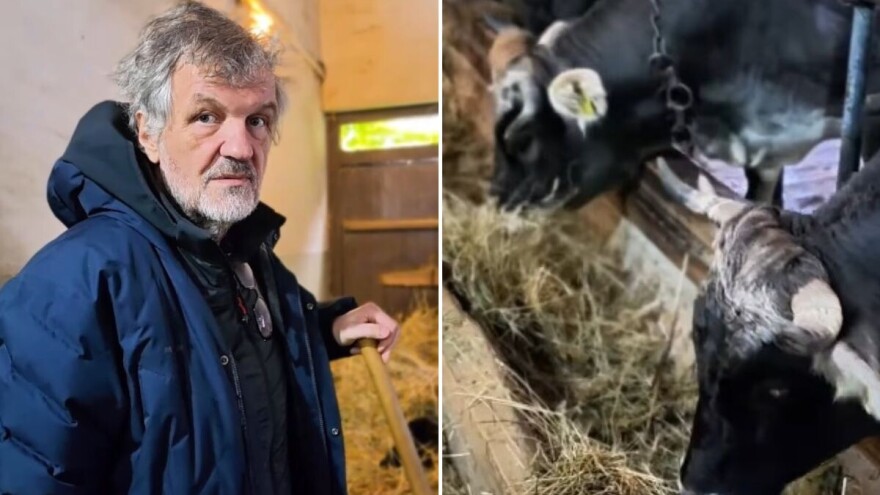 Sir i kajmak od mleka krava sa Mećavnika - Emir ih hrani?