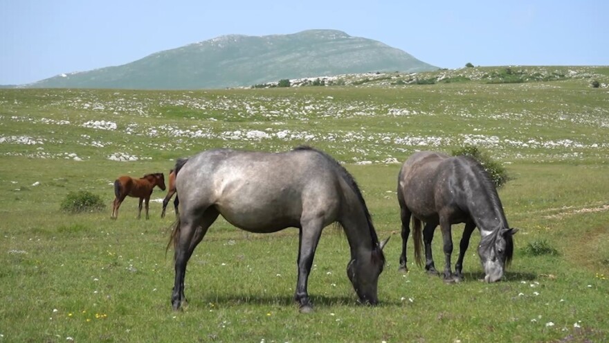 Krug planina, prirodno stanište divljih konja, postaje zaštićeno područje