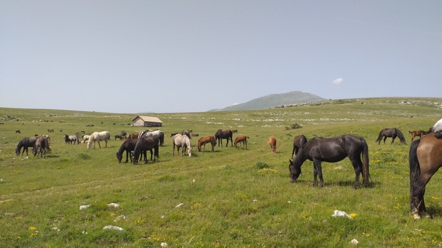 U Livanjskom polju evidentirani svi oblici krivolova: Na meti najčešće prepelica