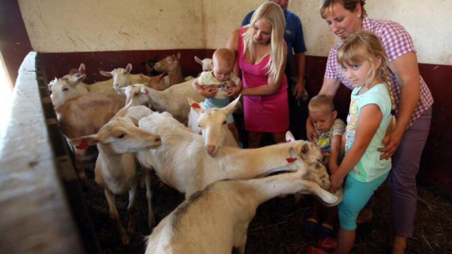 Frizerske škare zamijenila proizvodnjom sira