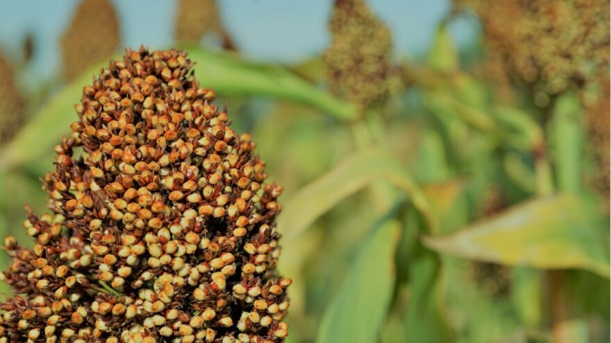 10 razloga zašto je sirak odličan izbor za vaša polja