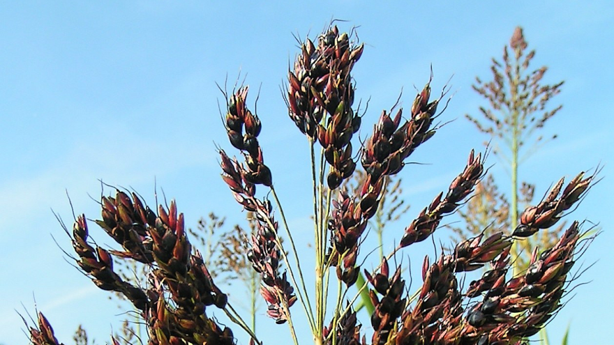 Šećerni sirak daje najveći prinos biomase za preradu u šećer
