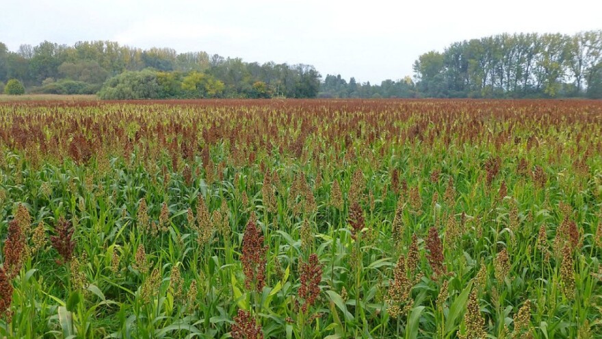 Raste uzgoj sirka u Njemačkoj - razlog promjena klime