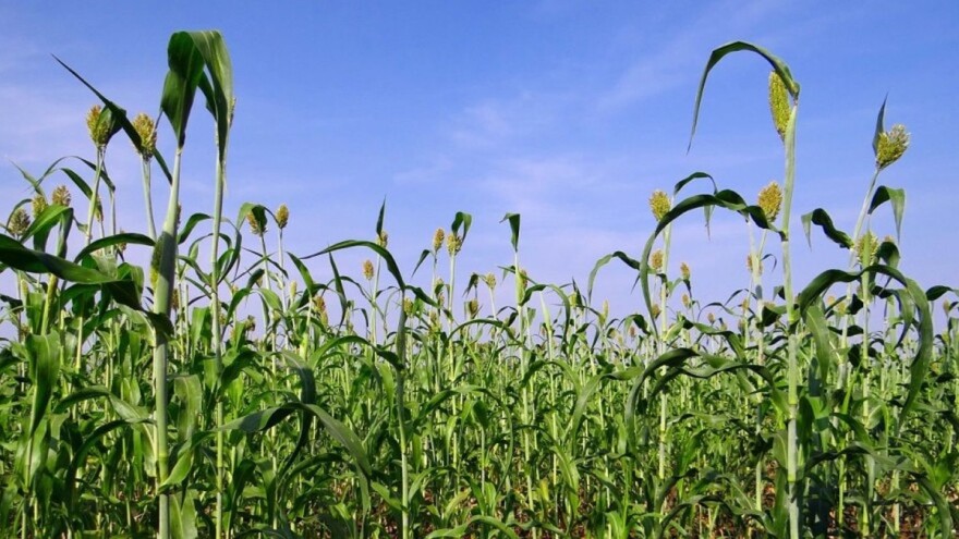 Koje su prednosti uzgoja sirka?