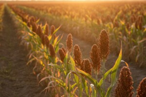 Sirak - korisna biljka i za ljude i životinje