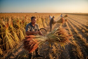 Sirak metlaš - kultura koja osvaja ratare!