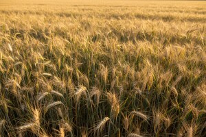 Širenje travnih korova i problemi u ovogodišnjoj žetvi