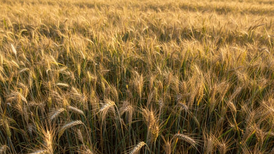 Širenje travnih korova i problemi u ovogodišnjoj žetvi