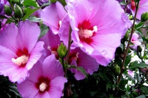 Hibiskus - ljepota cvijeta koji traje samo jedan dan