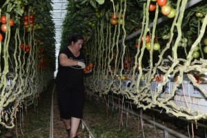 3,7 milijuna kuna za uzgoj rajčica