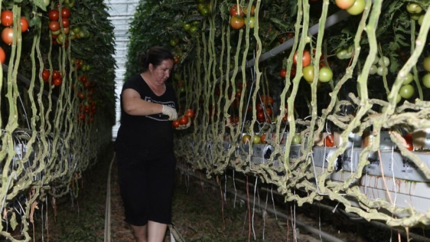 3,7 milijuna kuna za uzgoj rajčica