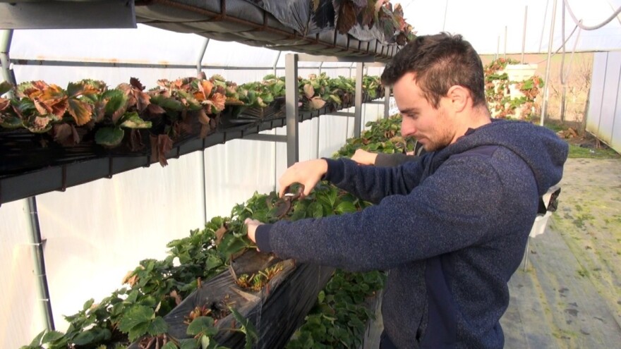 Kako se šišaju jagode?